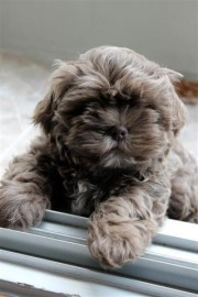 Mookiee